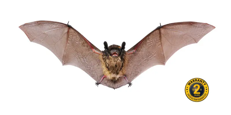 bat removal port perry 1