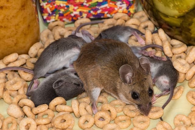 Nighttime Nuisances Exploring Nocturnal House Mouse Habits