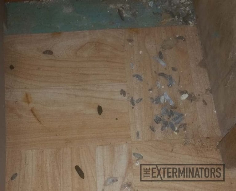 Pro Pest Control 101 Strategies to Conquer Rats in Your Home