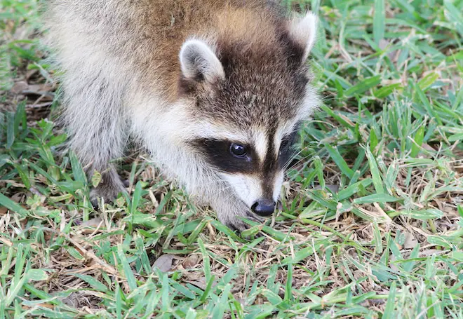 Shedding Light on the Night Bandits Raccoon Control in Sheds