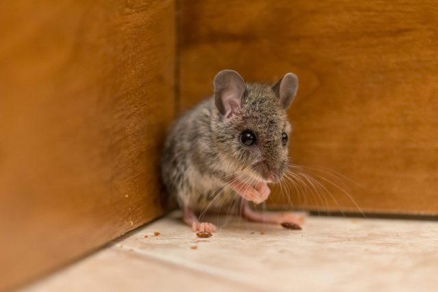 Surviving Seasons House Mice's Resilience to Weather Changes